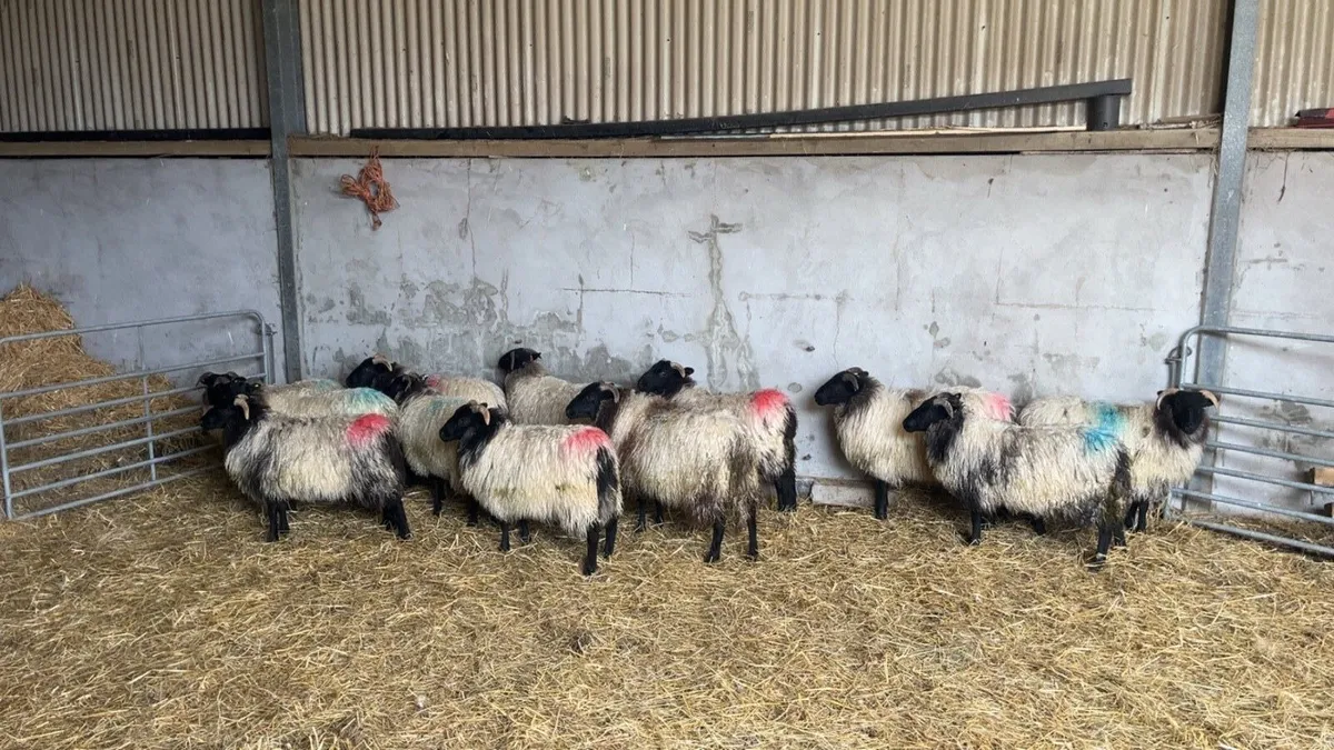 Mayo mountain ewe lambs - Image 4