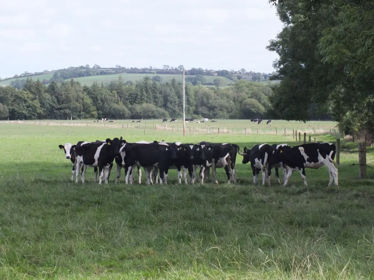 15 Pedigree registered Fr heifer calves - Image 1