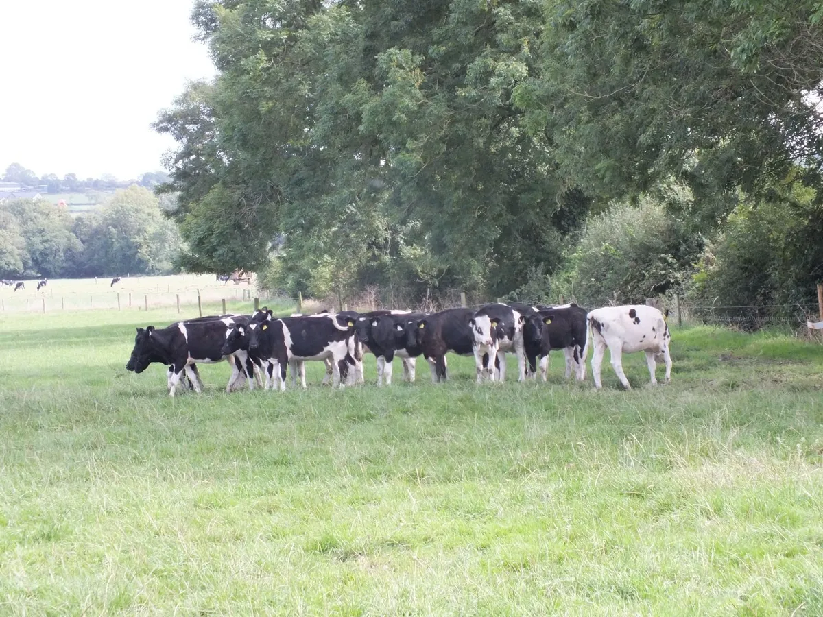 15 Pedigree registered Fr heifer calves - Image 2