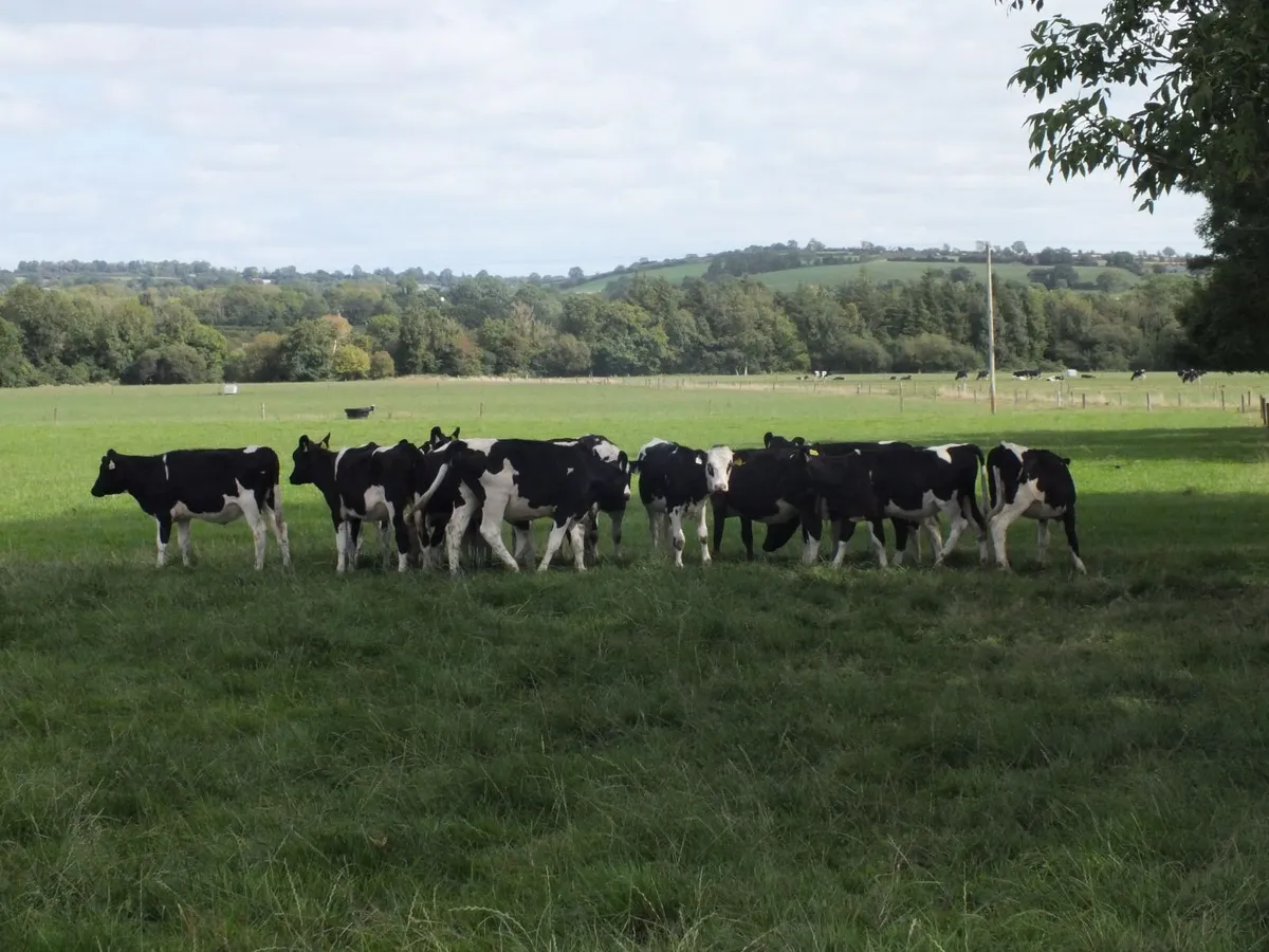 15 Pedigree registered Fr heifer calves - Image 3