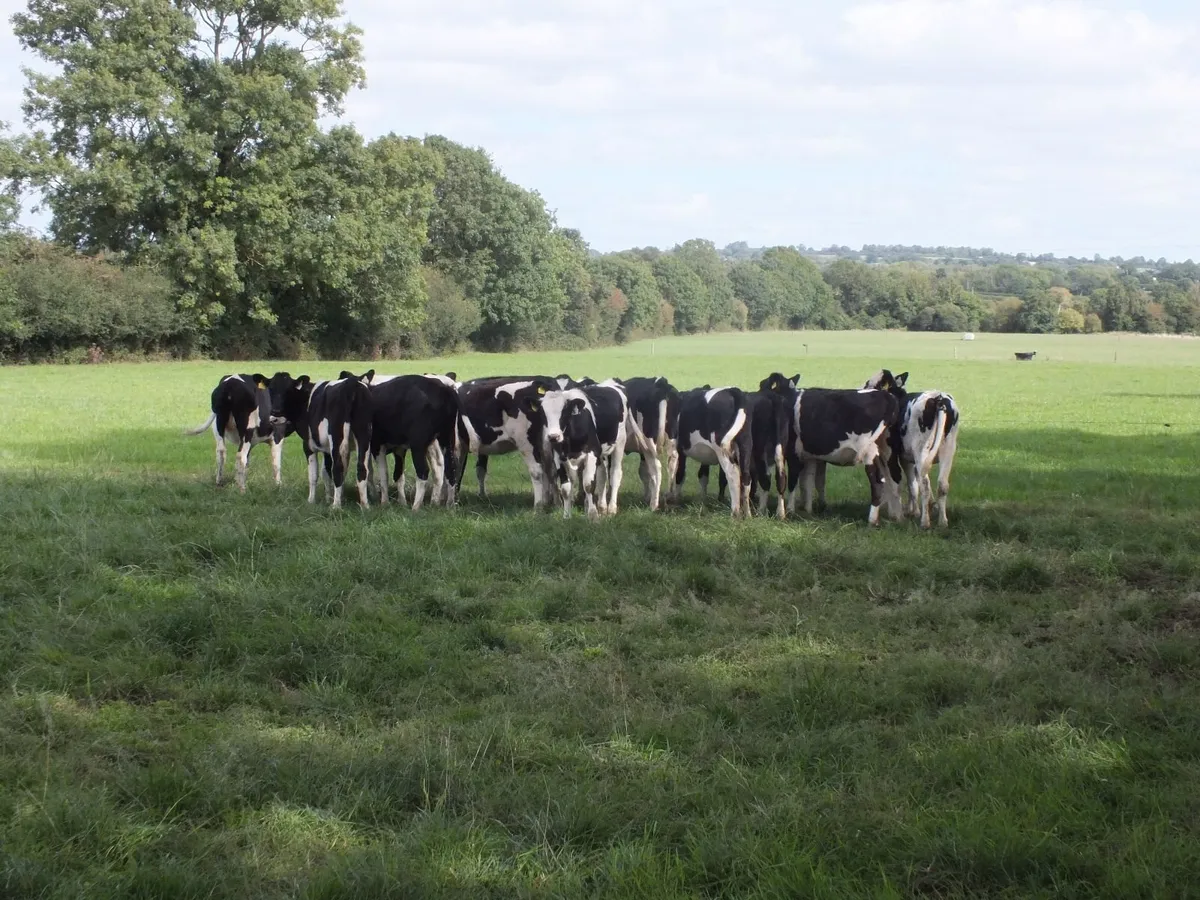15 Pedigree registered Fr heifer calves - Image 4