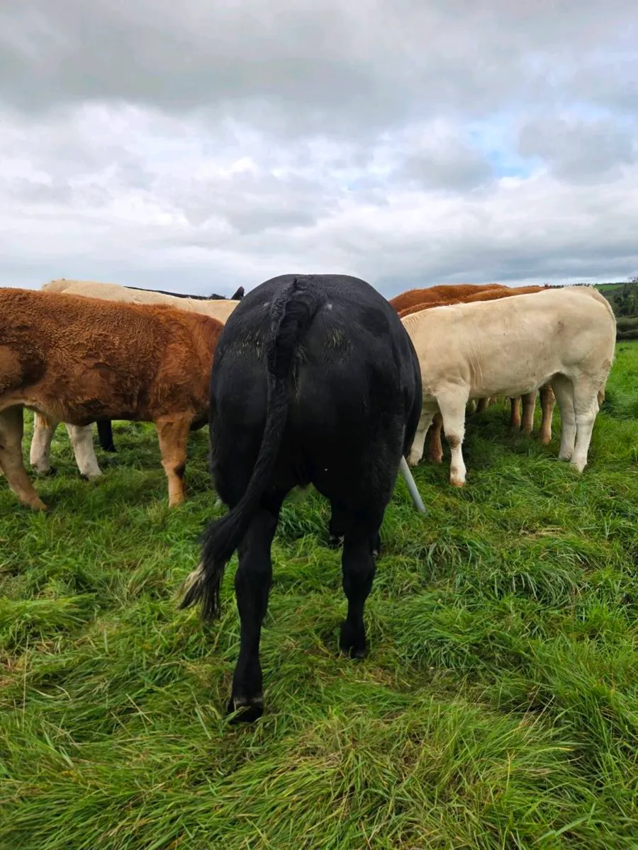 Heifers - Image 1