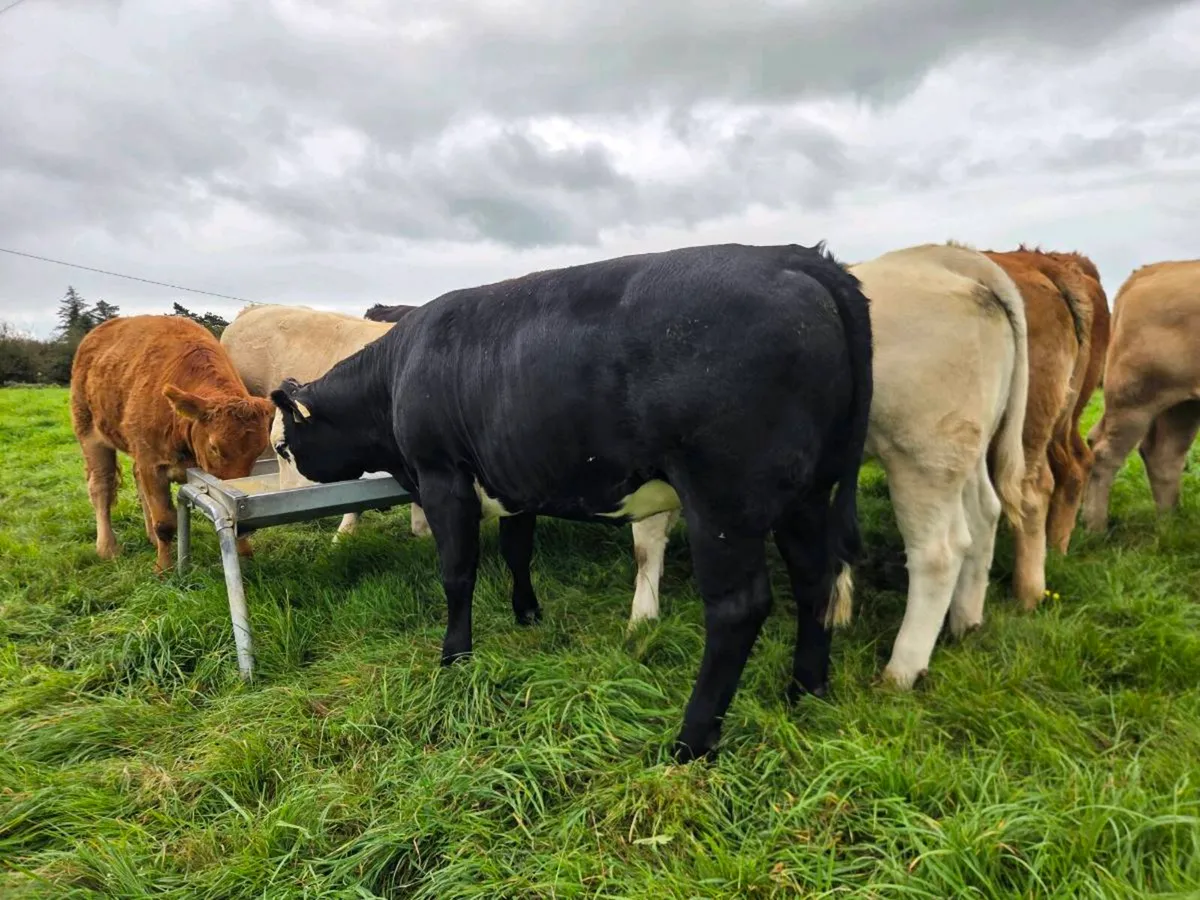 Heifers - Image 2