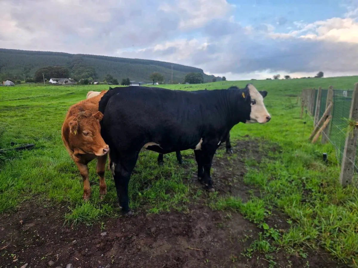 Heifers - Image 3