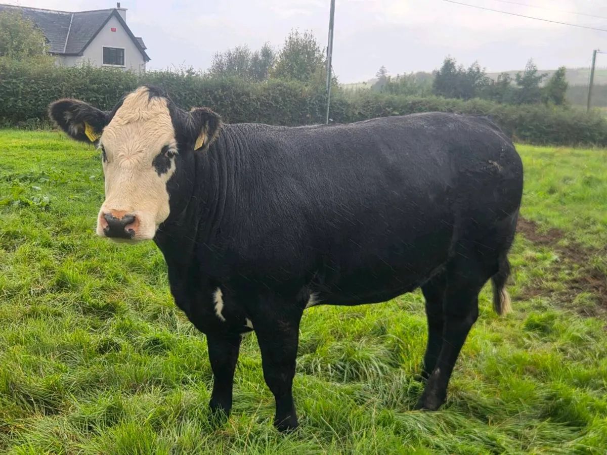 Heifers - Image 4