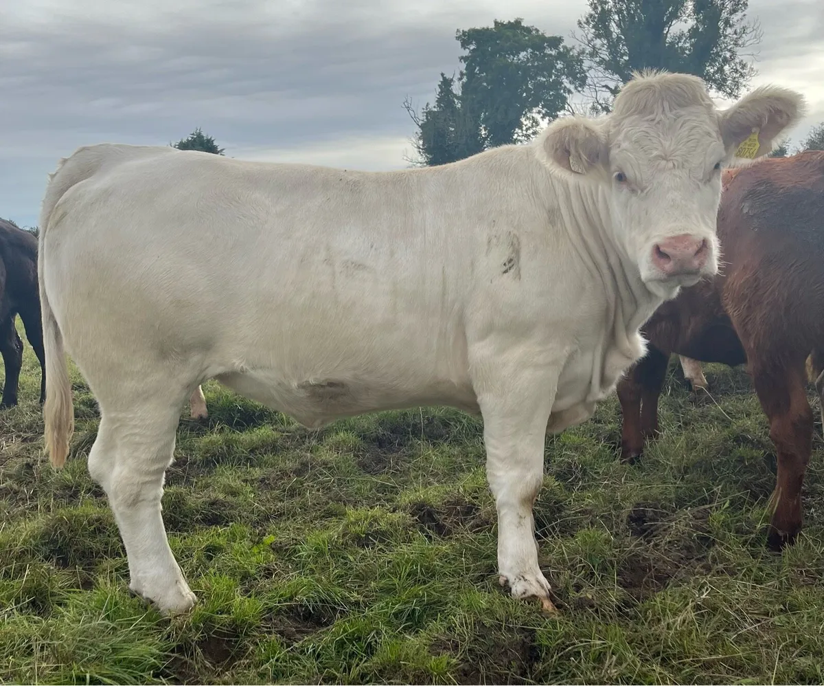 5 Star Pedigree Charolais Heifer For Sale - Image 4