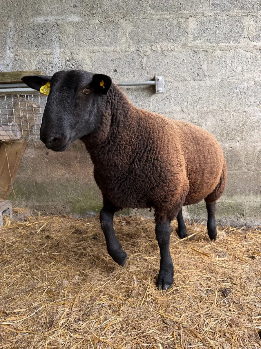 Black ram lamb - Image 2