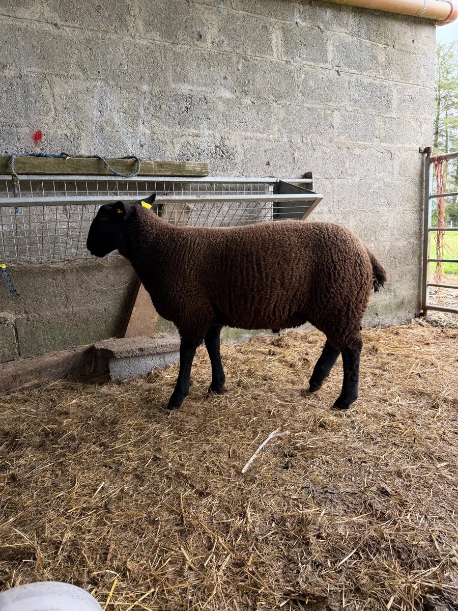 Black ram lamb - Image 1