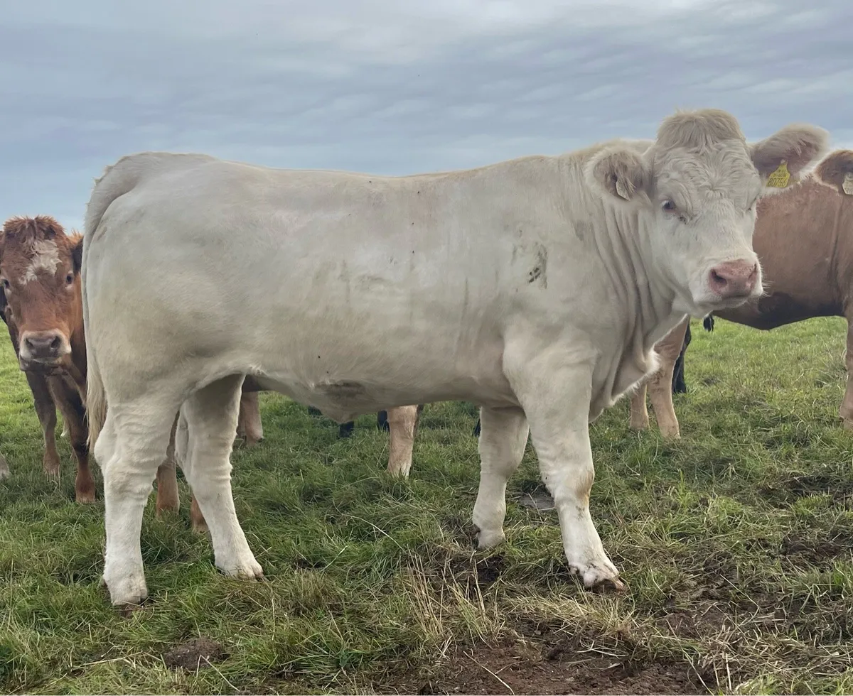 5 Star Pedigree Charolais Heifer For Sale - Image 1