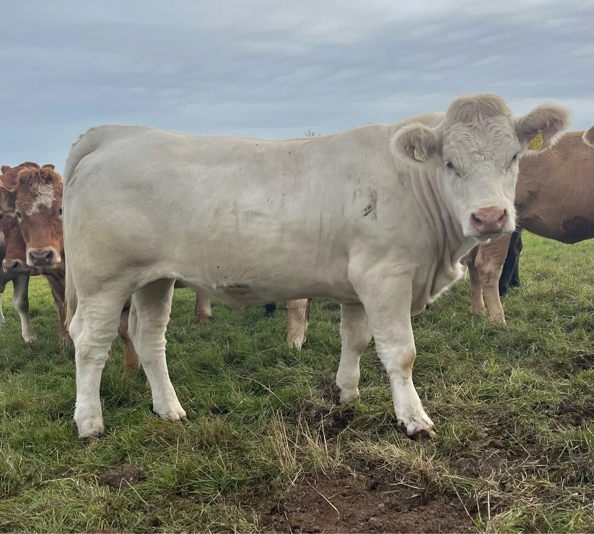 5 Star Pedigree Charolais Heifer For Sale - Image 2