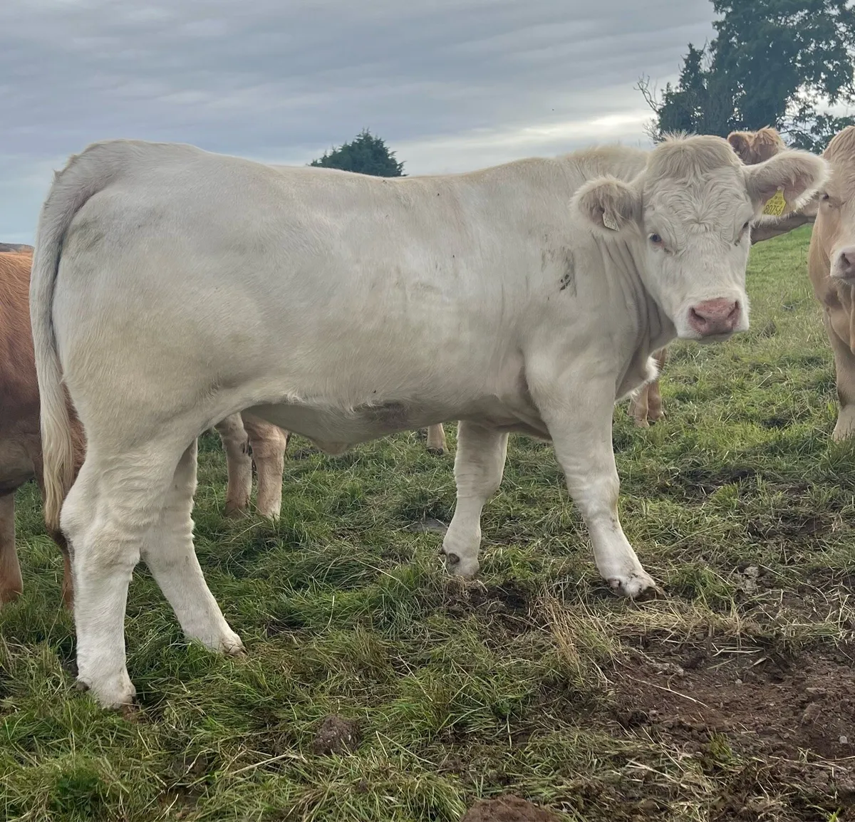 5 Star Pedigree Charolais Heifer For Sale - Image 3