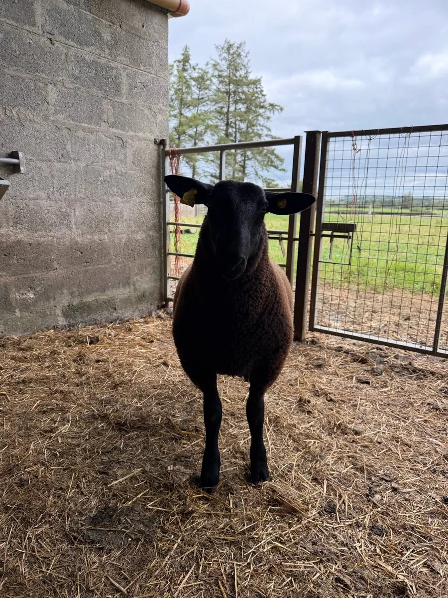 Black ram lamb - Image 4