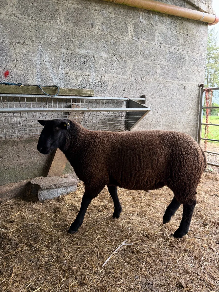 Black ram lamb - Image 3