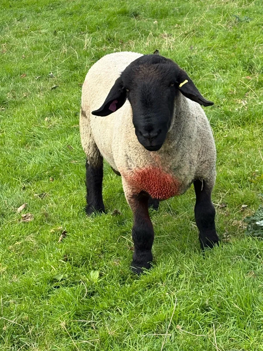 Suffolk shearling ram - Image 1
