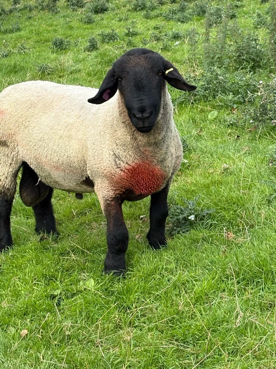 Suffolk shearling ram - Image 2