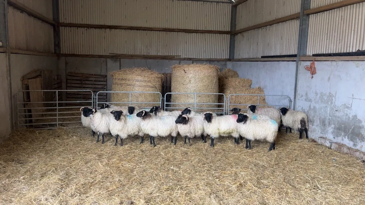 Mayo mountain ewe lambs - Image 2