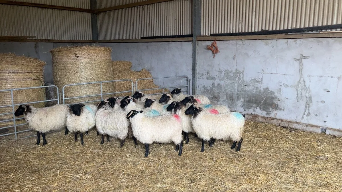 Mayo mountain ewe lambs - Image 3