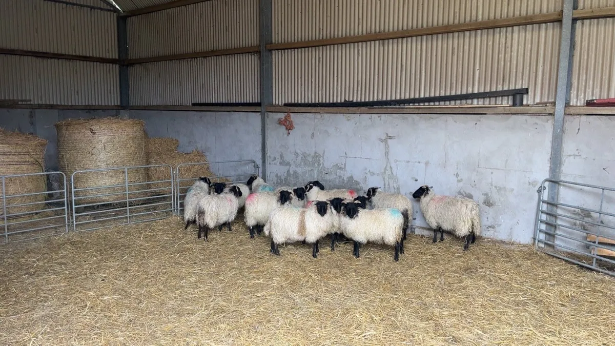 Mayo mountain ewe lambs - Image 4