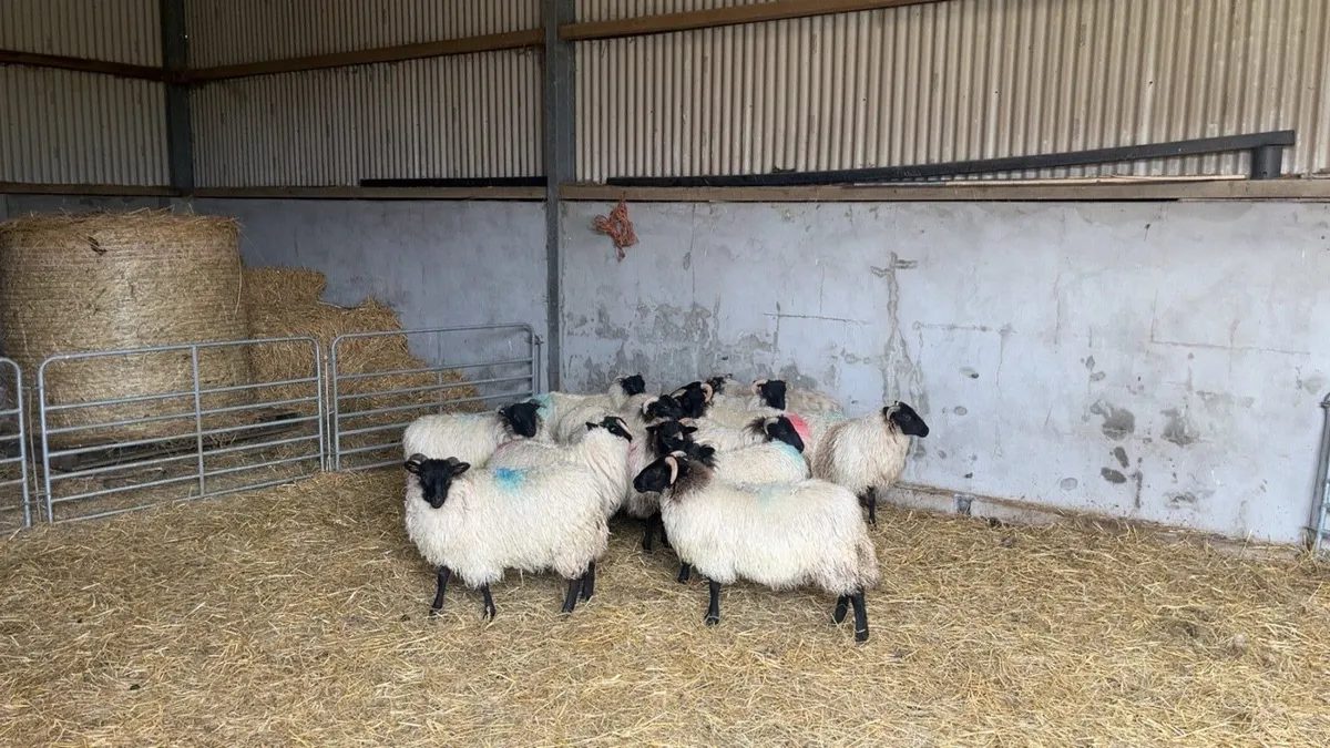 Mayo mountain ewe lambs - Image 1