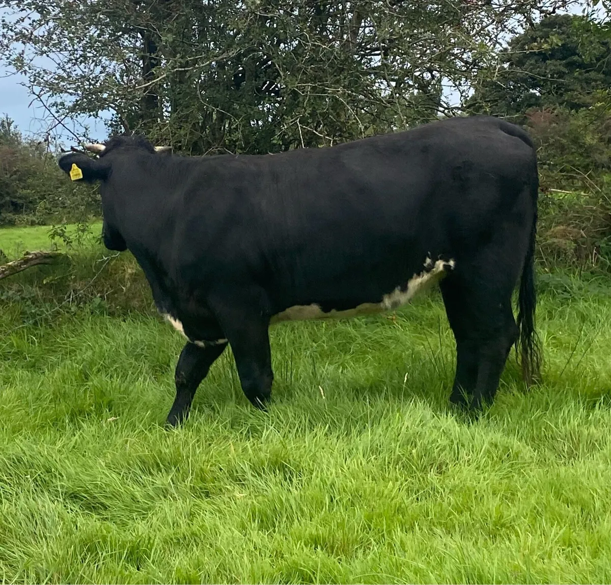 Genotyped Blue Limousine First Calver - Image 2