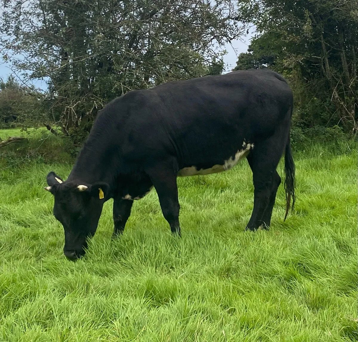 Genotyped Blue Limousine First Calver - Image 3