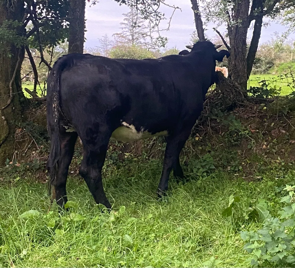 Genotyped Blue Limousine First Calver - Image 4