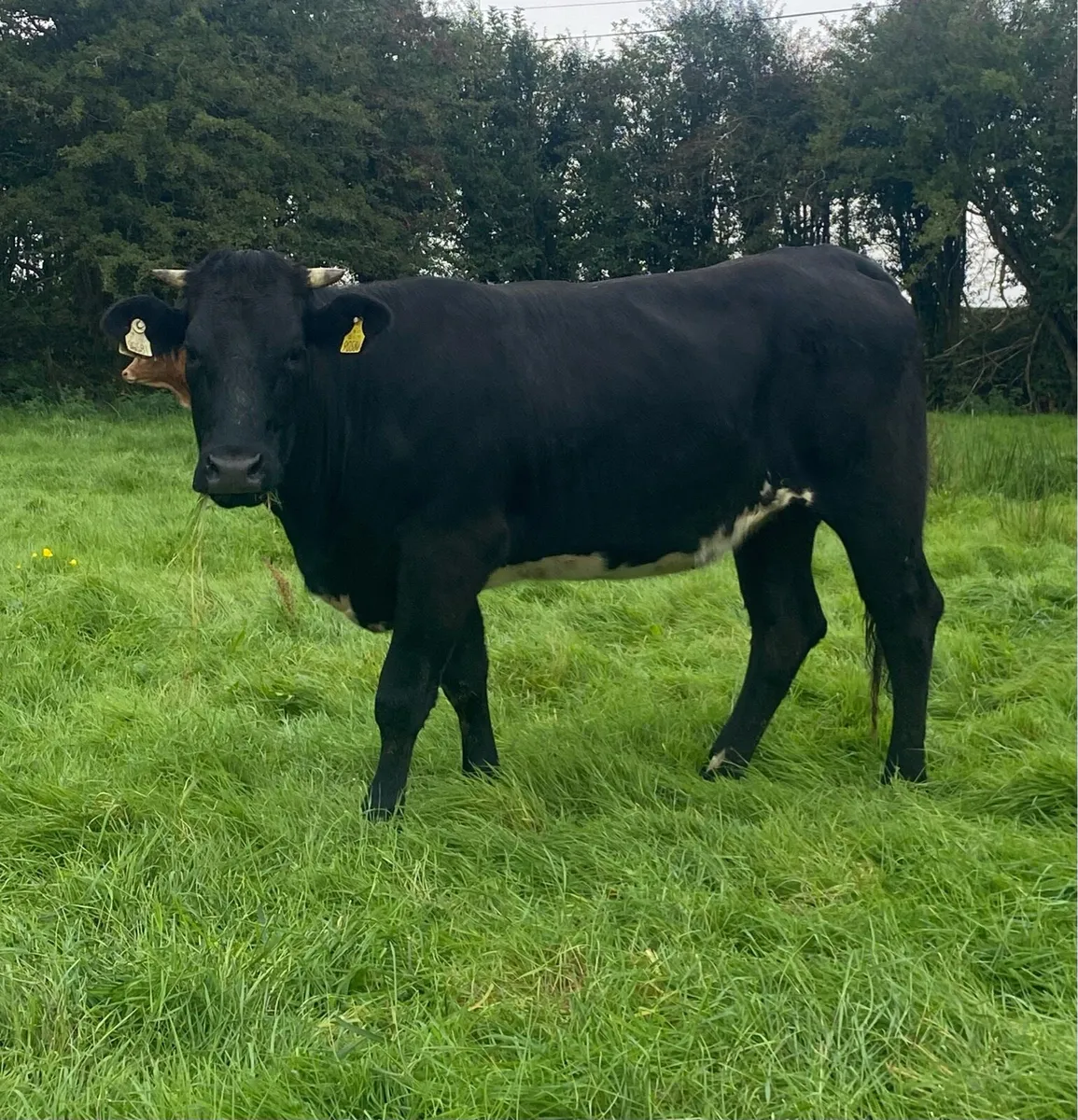 Genotyped Blue Limousine First Calver - Image 1