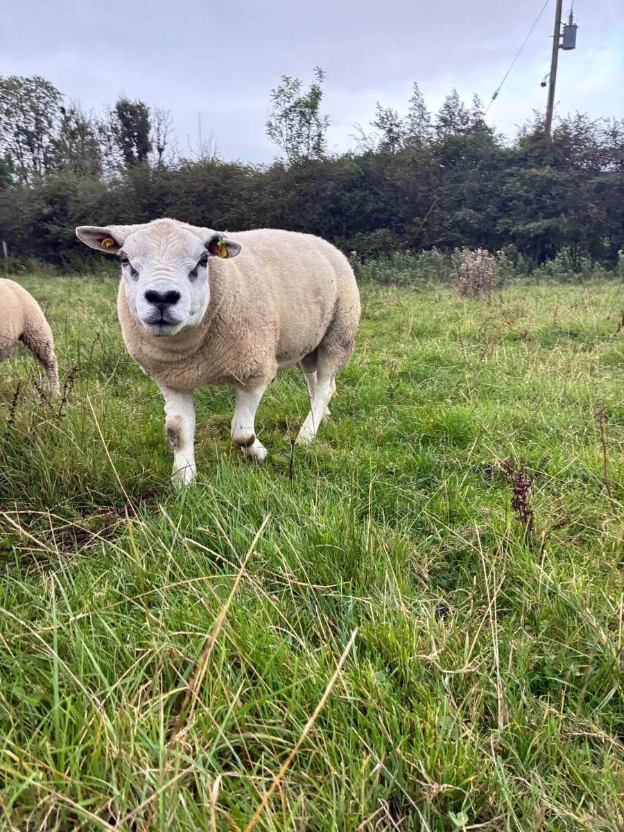 PBR Texel Ram - Image 2