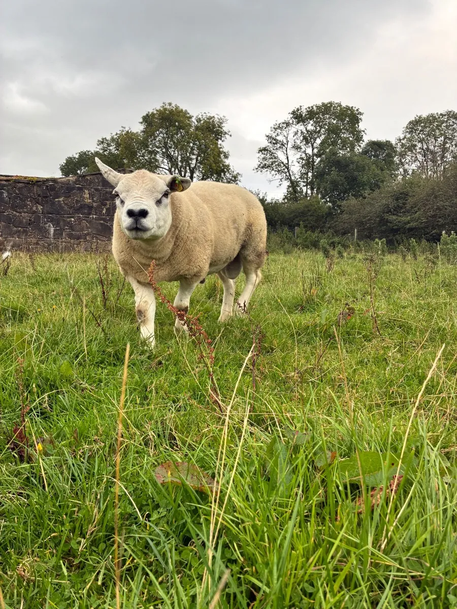 PBR Texel Ram - Image 1
