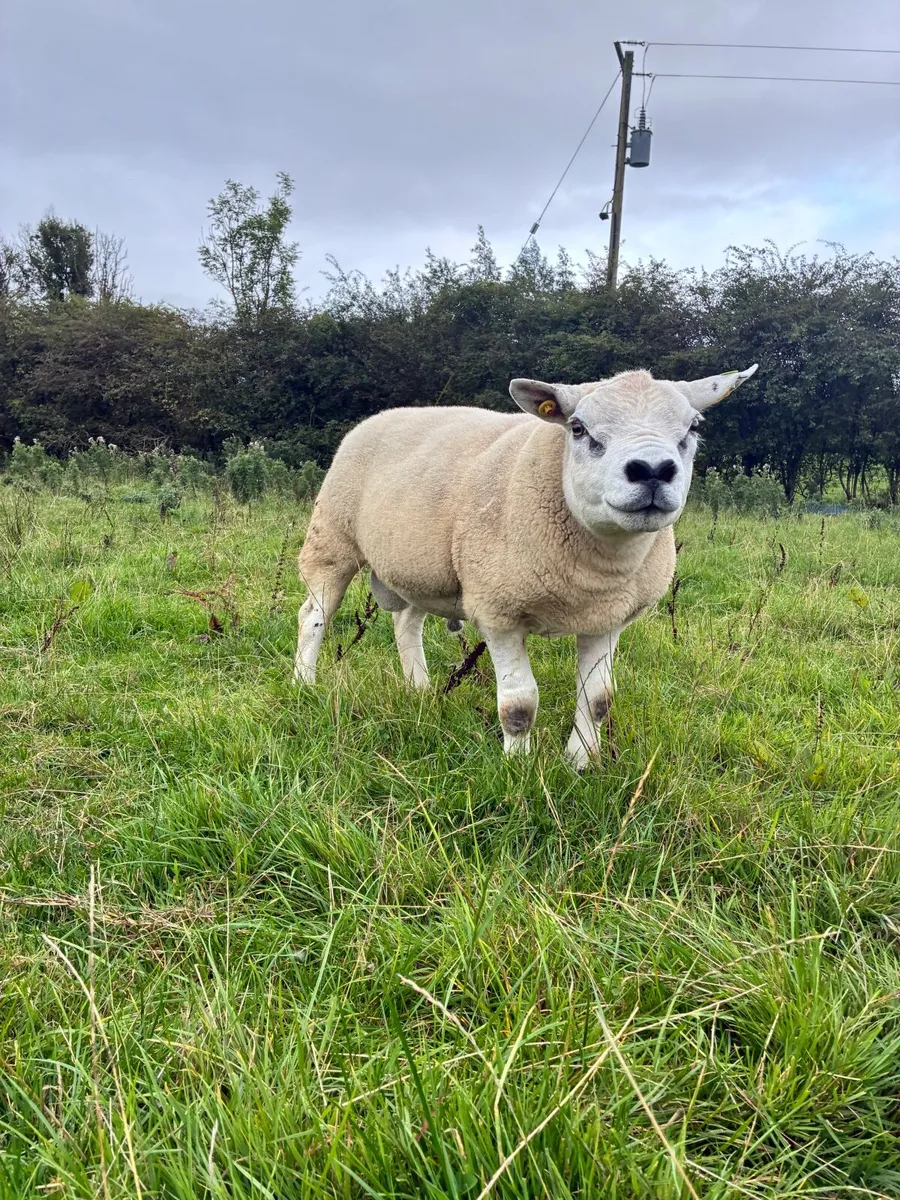 PBR Texel Ram - Image 4