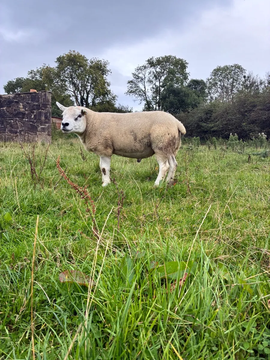 PBR Texel Ram - Image 3