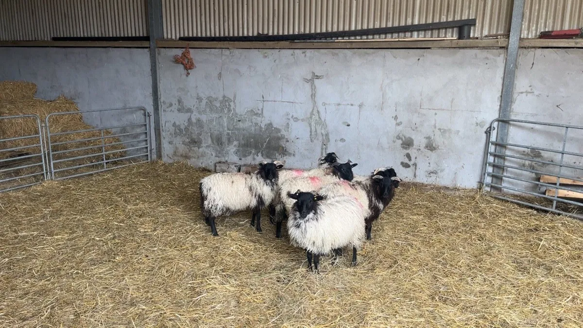 Mayo mountain ewe lambs - Image 1