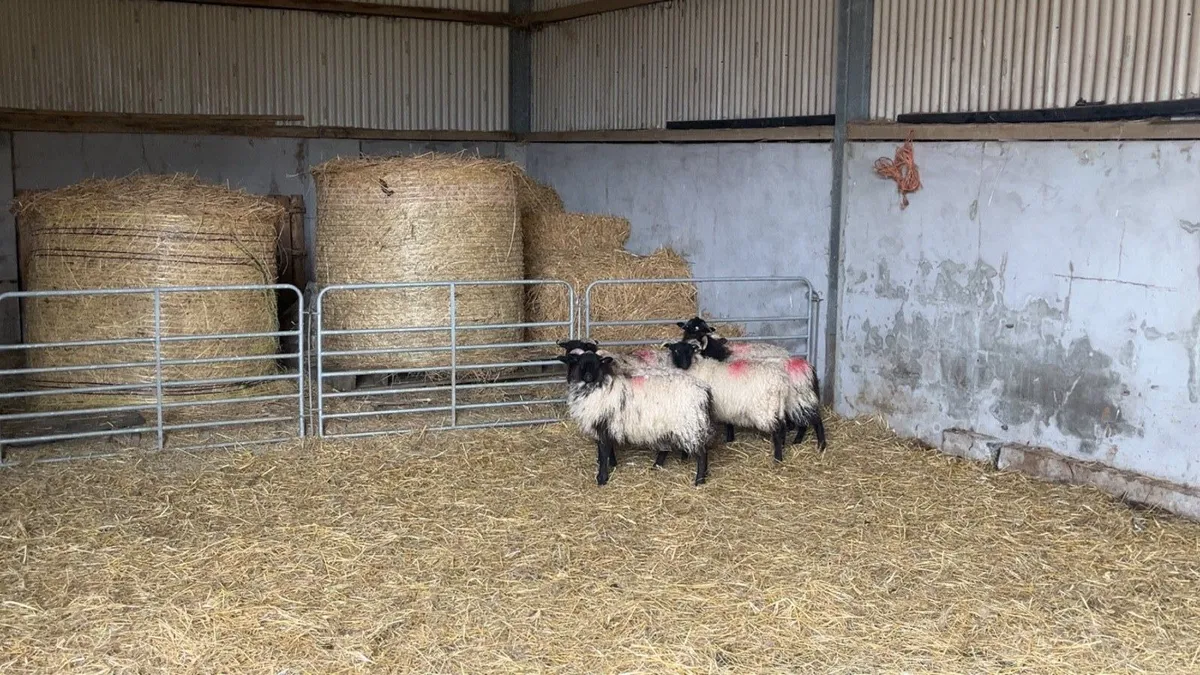 Mayo mountain ewe lambs - Image 2