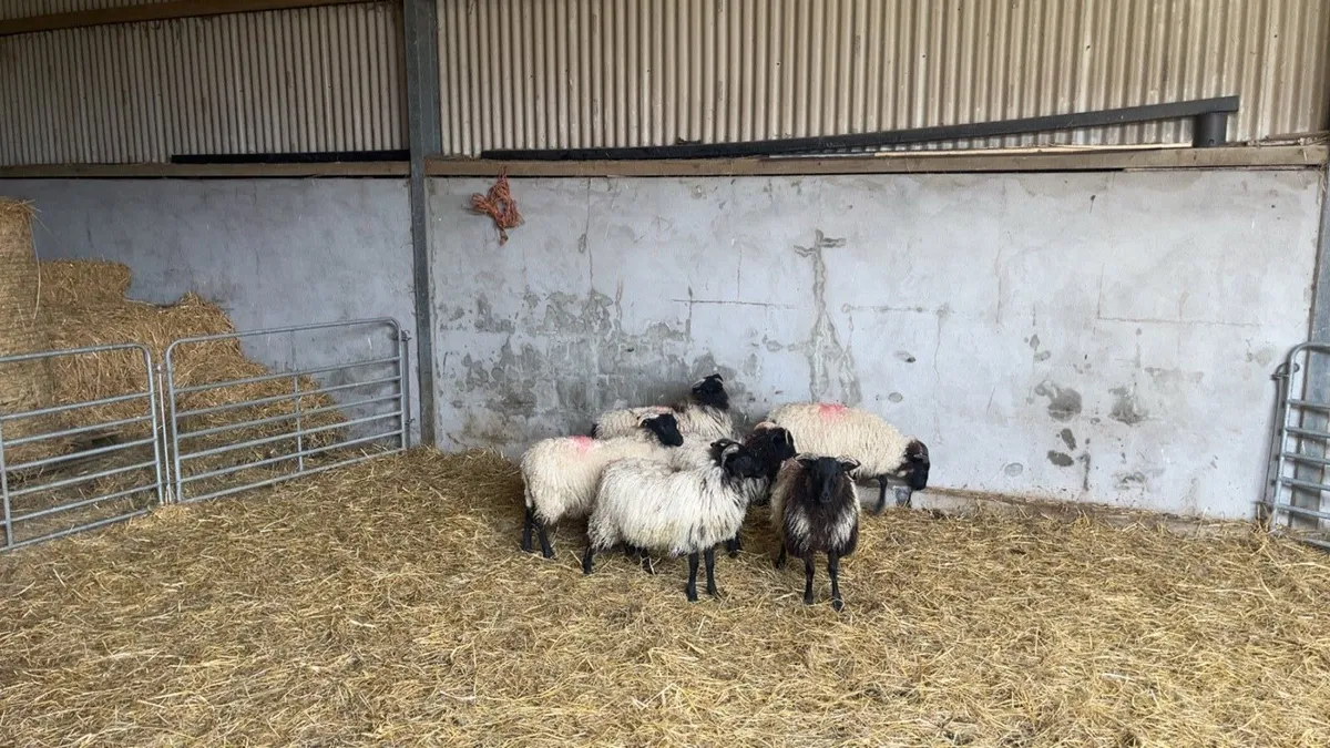Mayo mountain ewe lambs - Image 3