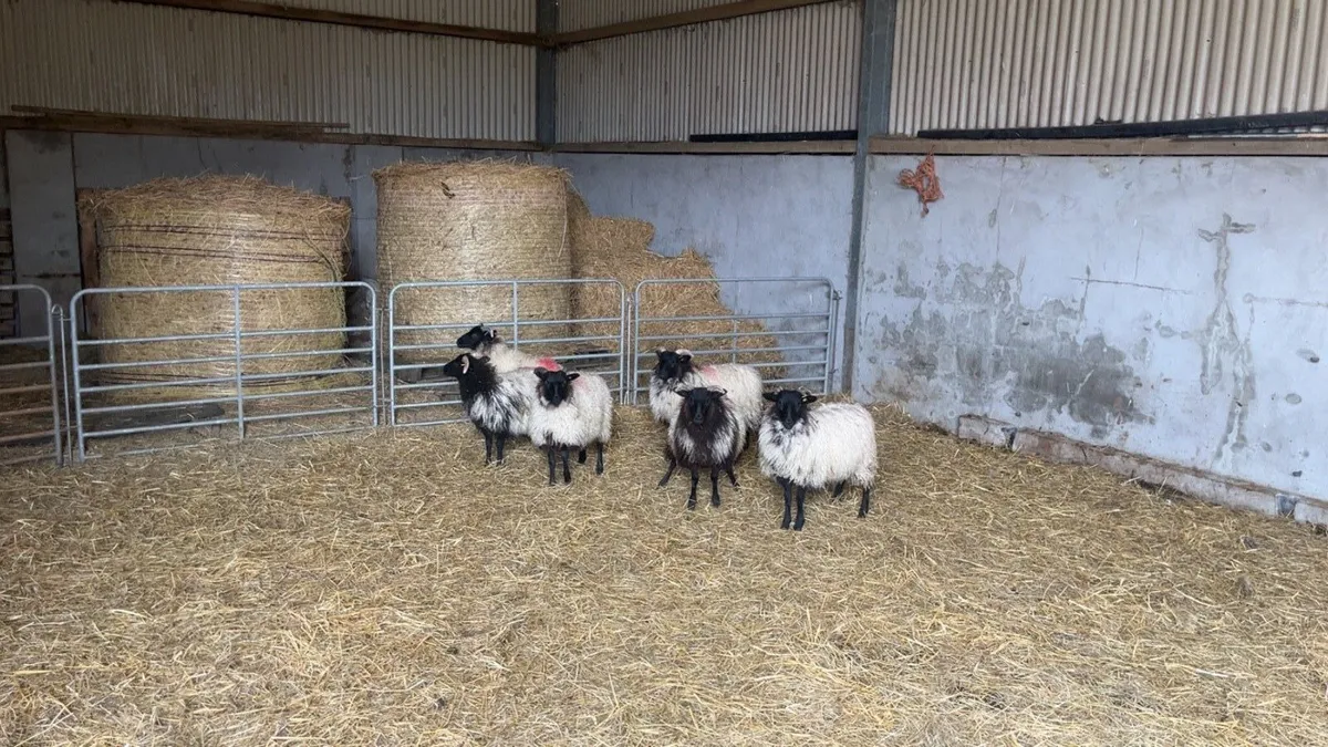 Mayo mountain ewe lambs - Image 4