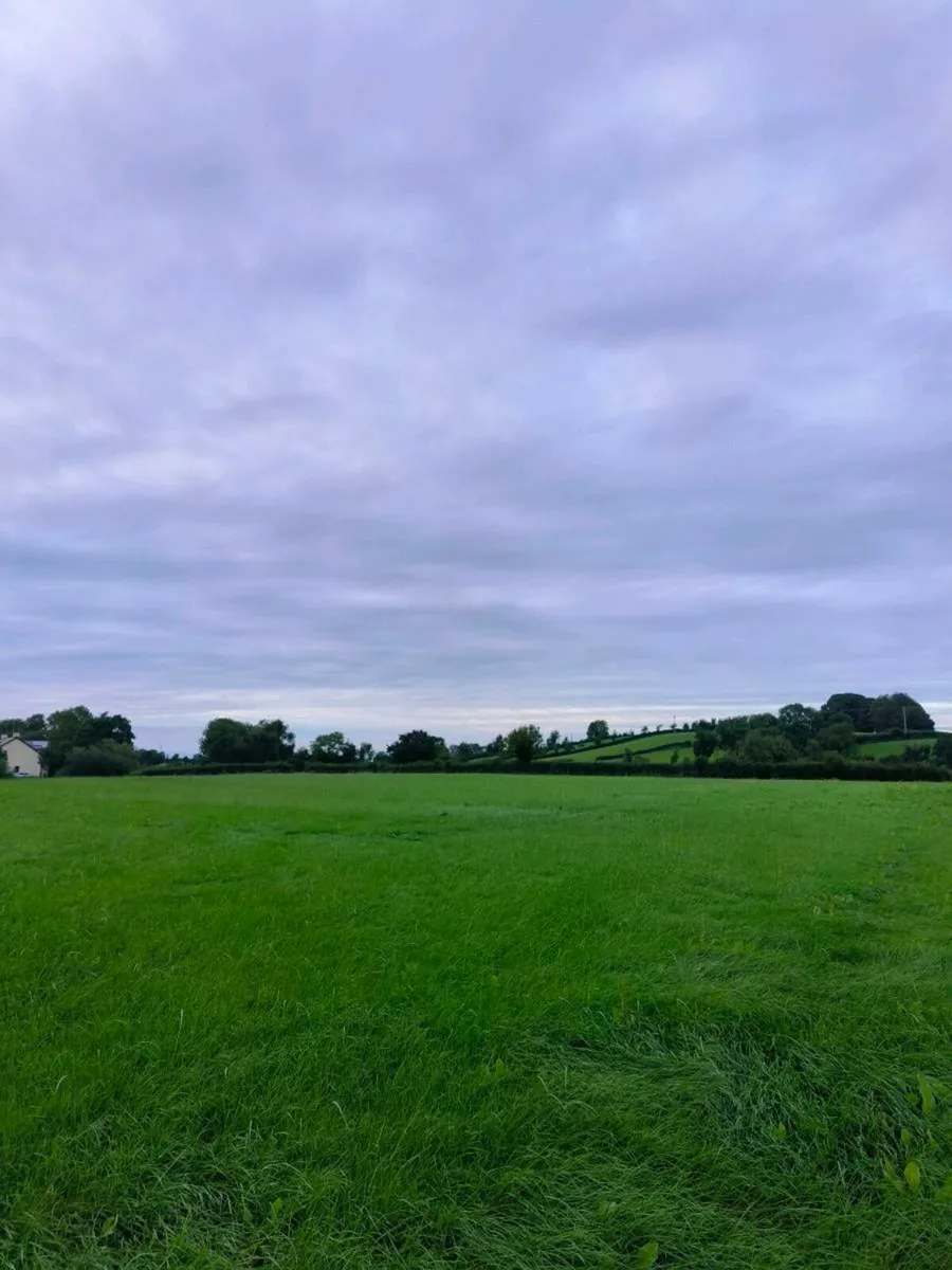 Silage for sale - Image 2