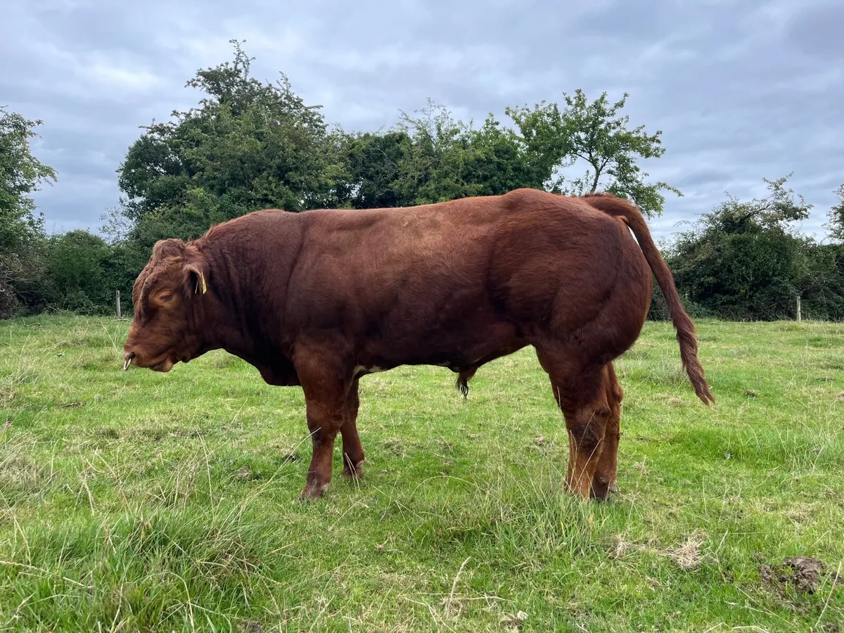 BB/Lim Hybred bull by Rollie - Image 2