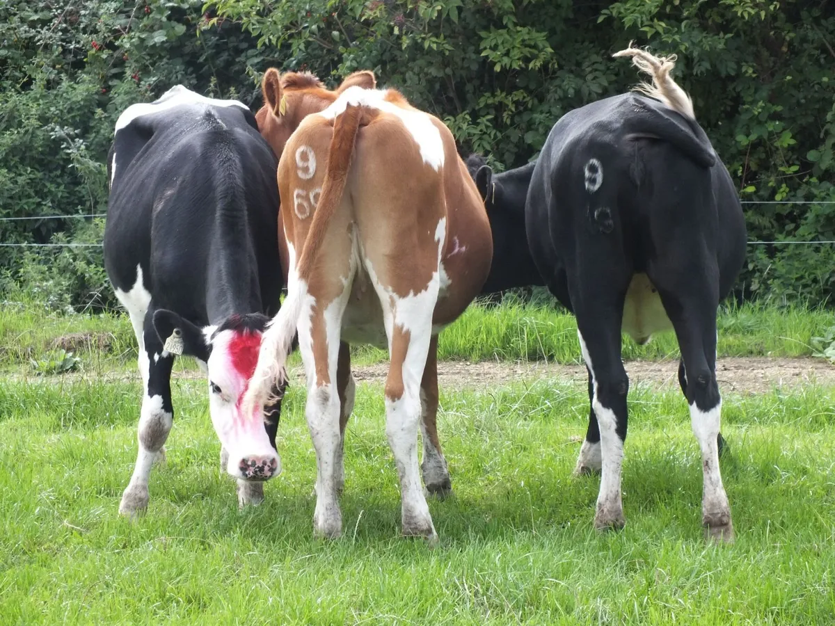 3 Pedigree registered maiden Heifers - Image 1