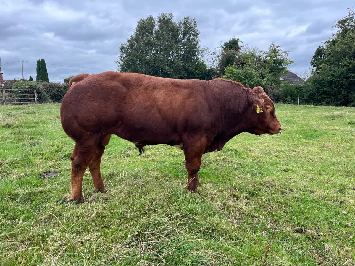 BB/Lim Hybred bull by Rollie - Image 4