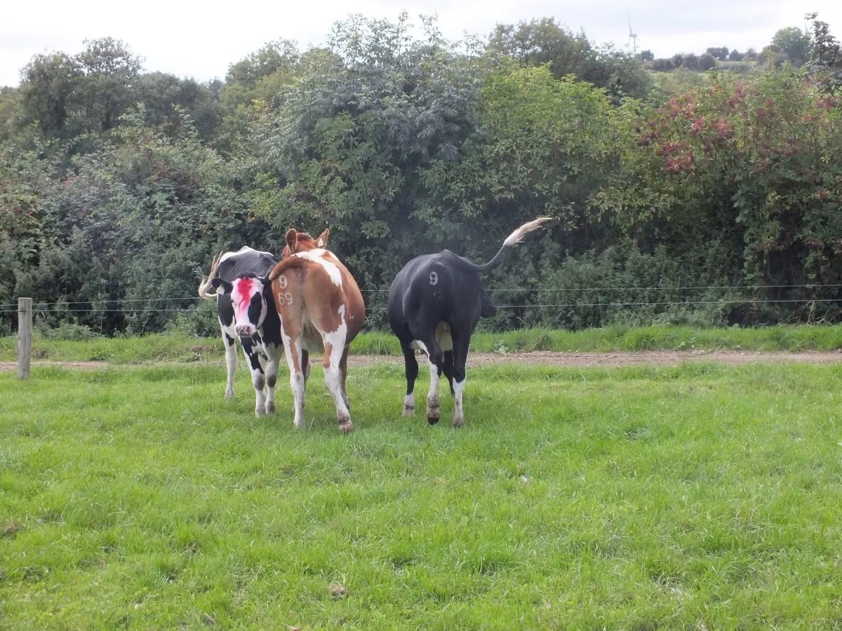 3 Pedigree registered maiden Heifers - Image 2