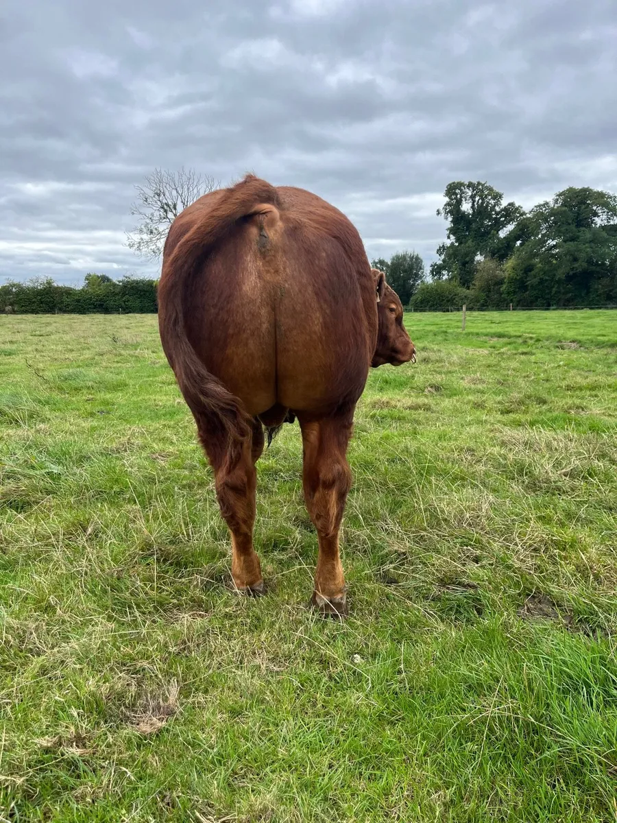 BB/Lim Hybred bull by Rollie - Image 3