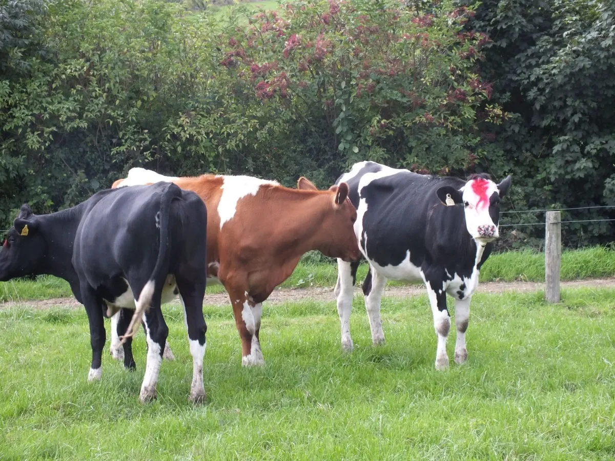 3 Pedigree registered maiden Heifers - Image 3