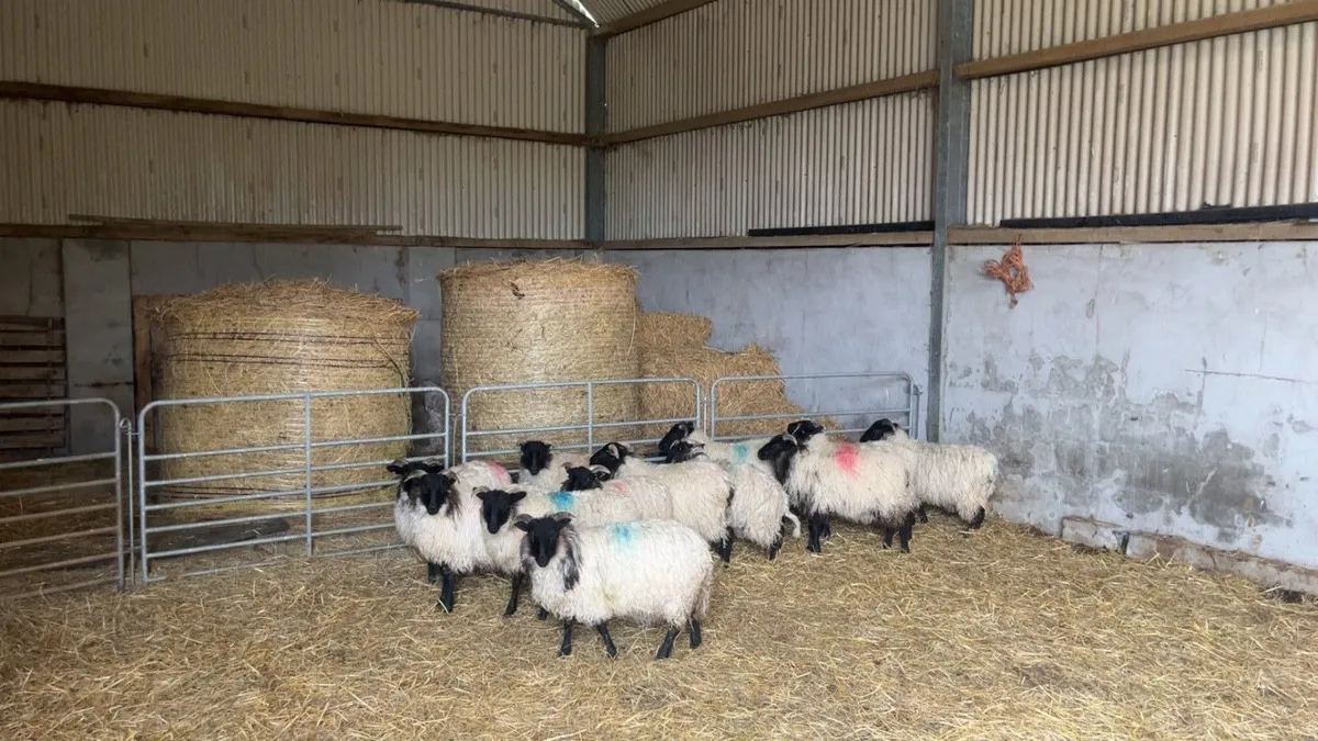Mayo mountain ewe lambs - Image 1