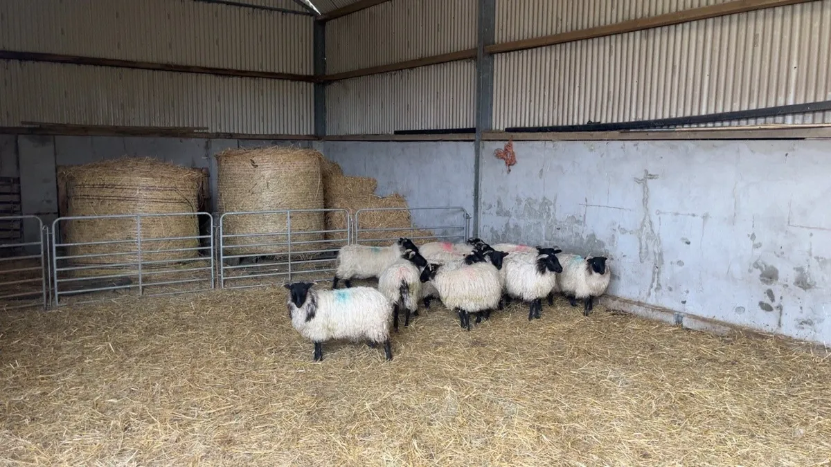 Mayo mountain ewe lambs - Image 2