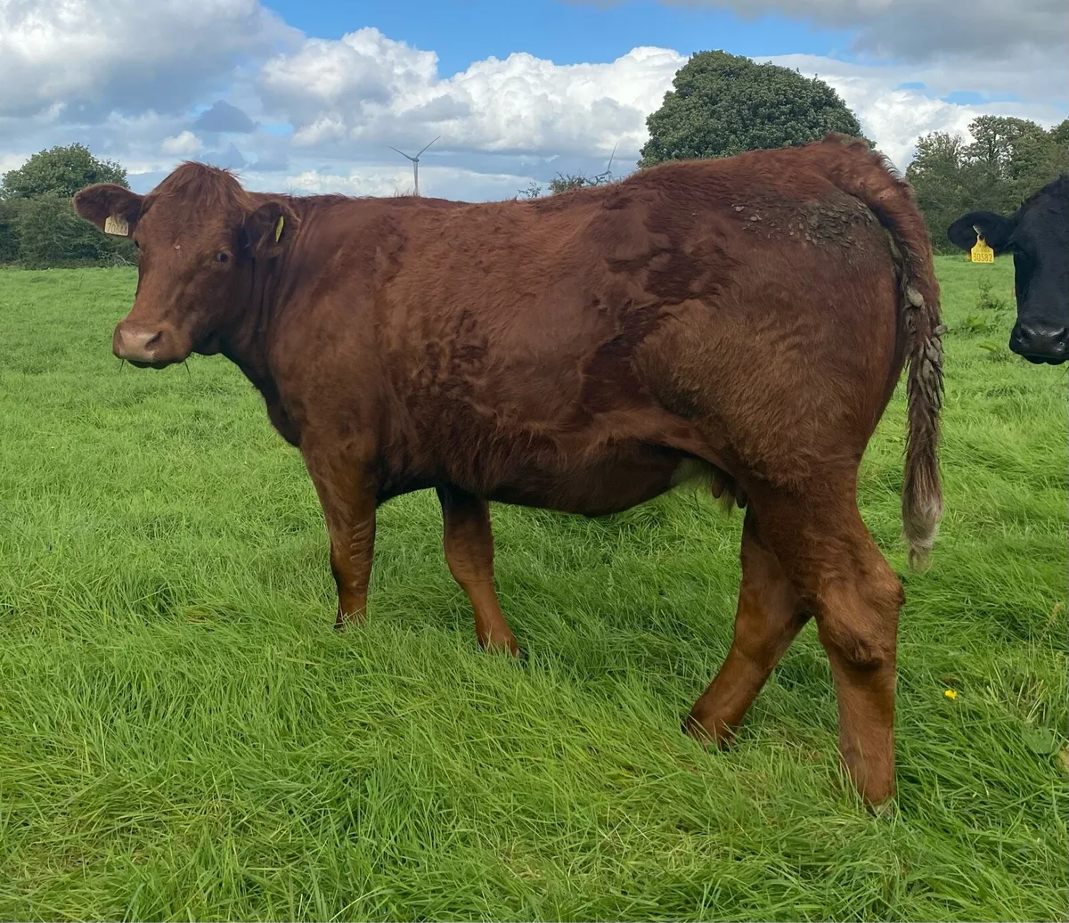 4 Star⭐️ Genotyped Saler Springer - Image 2