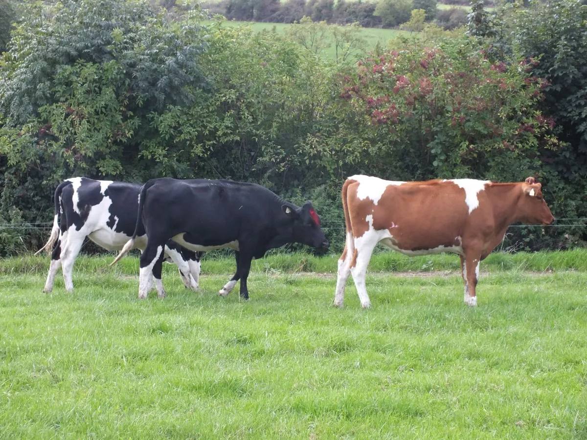 3 Pedigree registered maiden Heifers - Image 4