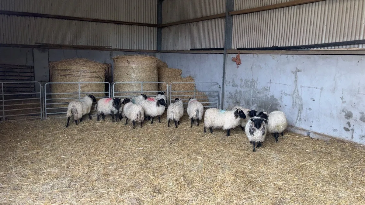 Mayo mountain ewe lambs - Image 3