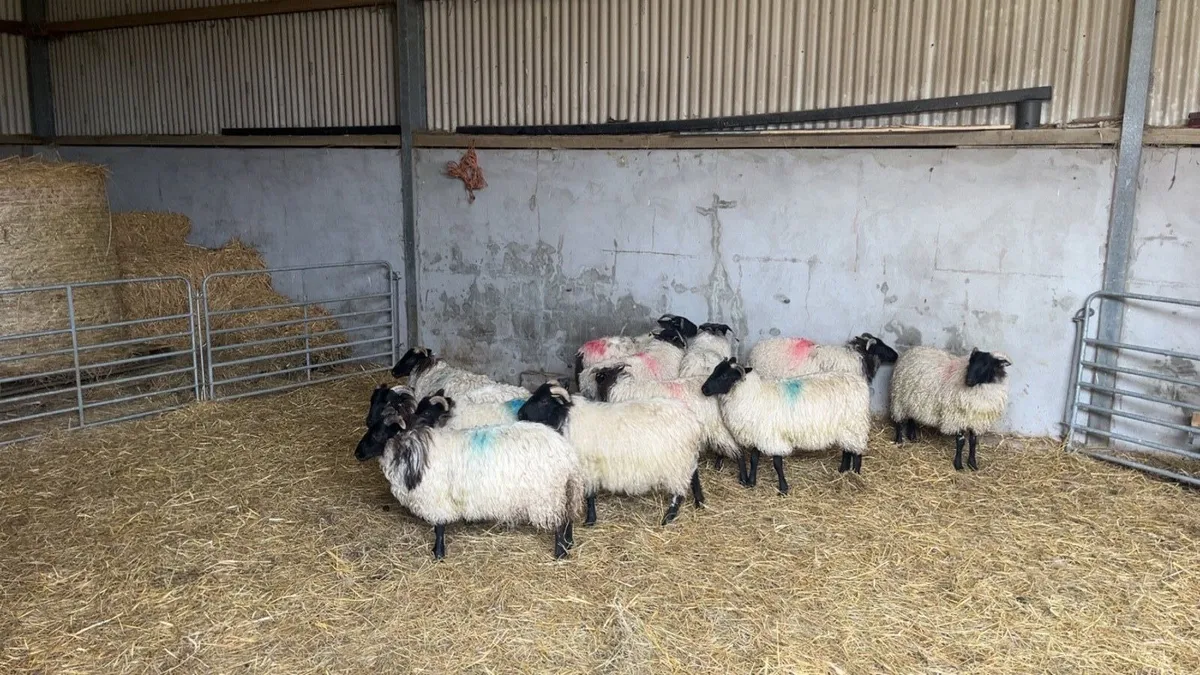 Mayo mountain ewe lambs - Image 4
