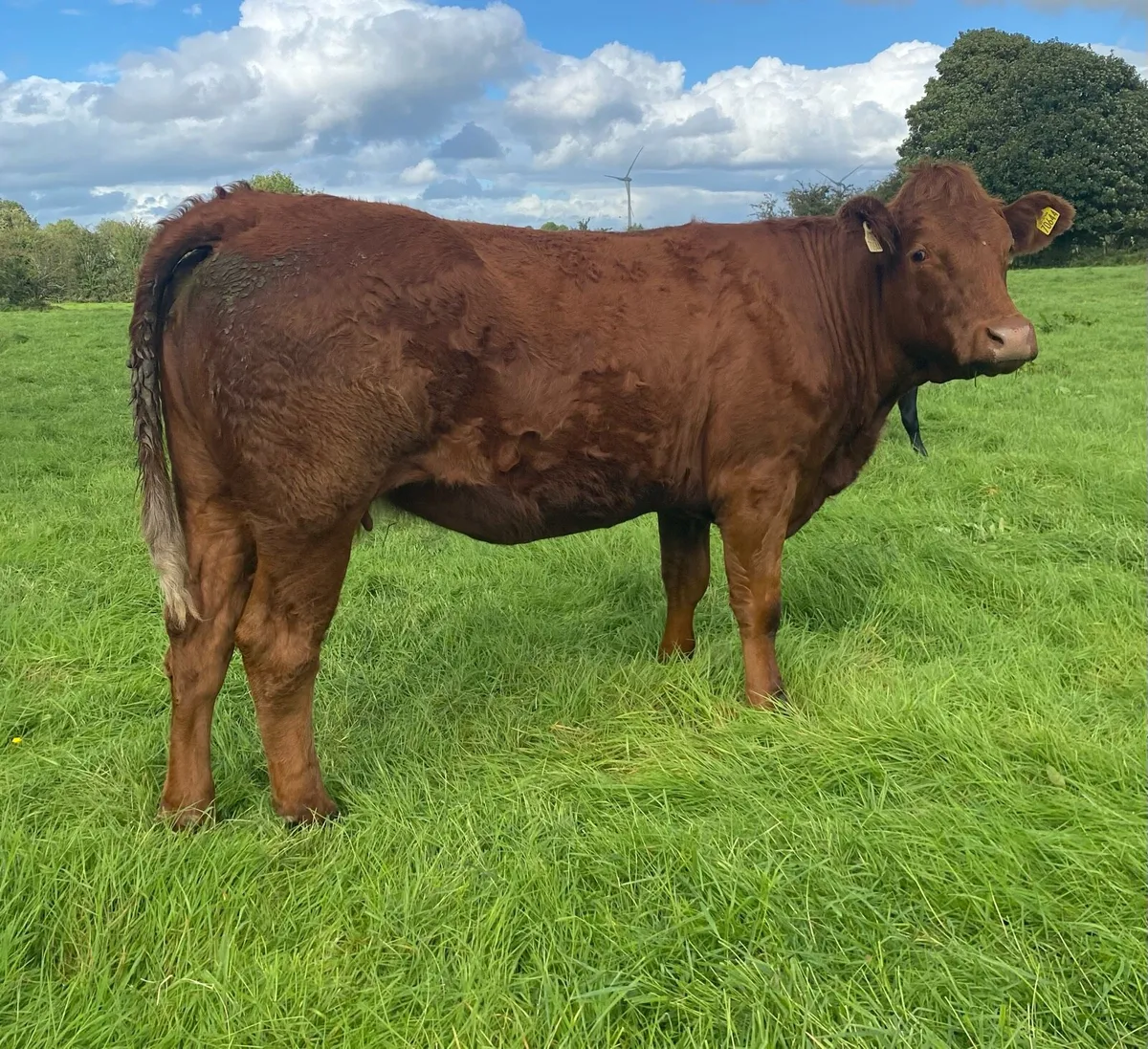 4 Star⭐️ Genotyped Saler Springer - Image 1