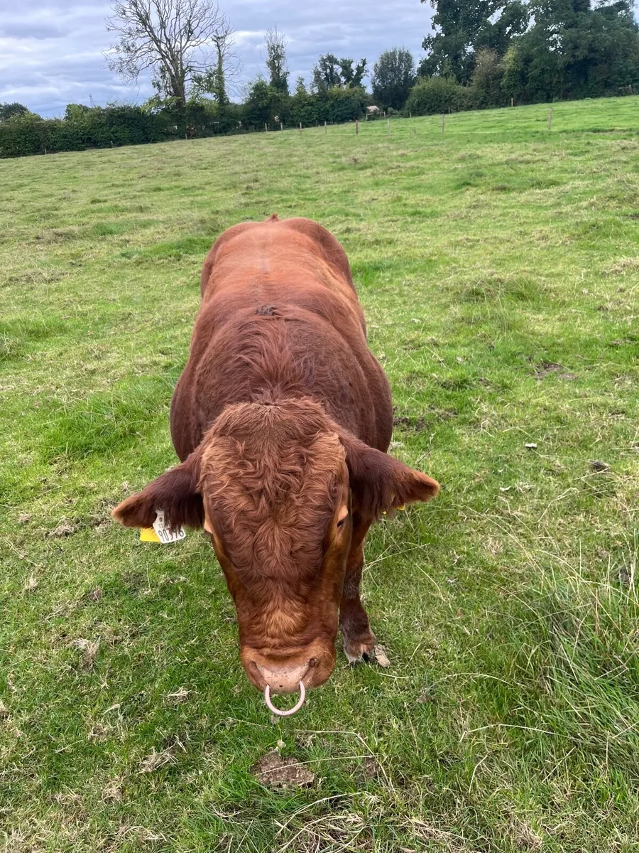 BB/Lim Hybred bull by Rollie - Image 4